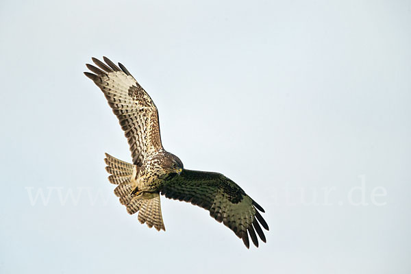 Mäusebussard (Buteo buteo)