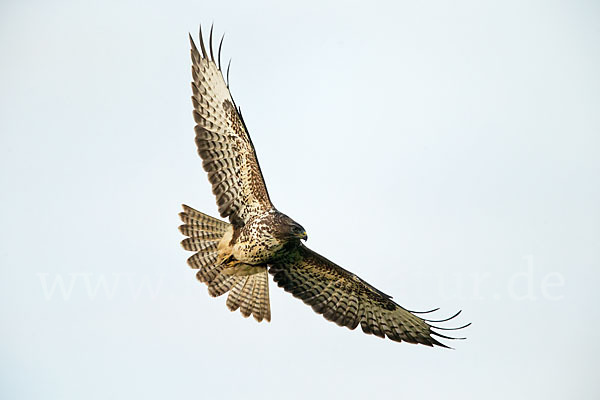 Mäusebussard (Buteo buteo)