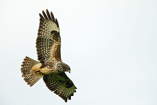 Mäusebussard (Buteo buteo)