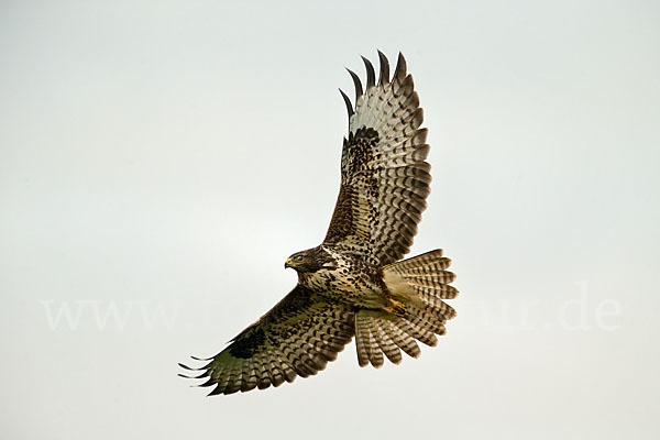 Mäusebussard (Buteo buteo)