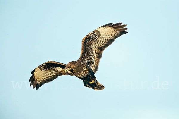 Mäusebussard (Buteo buteo)