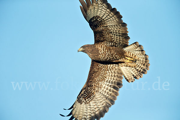 Mäusebussard (Buteo buteo)