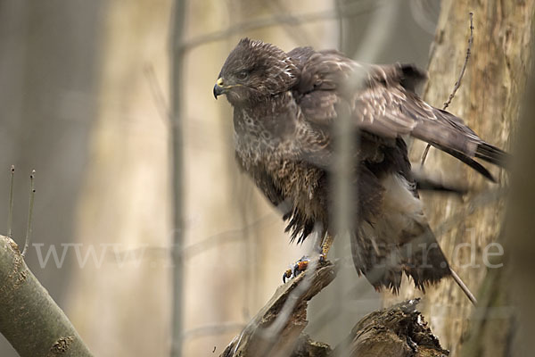 Mäusebussard (Buteo buteo)