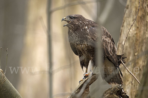 Mäusebussard (Buteo buteo)