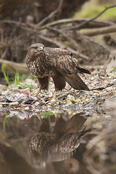 Mäusebussard (Buteo buteo)