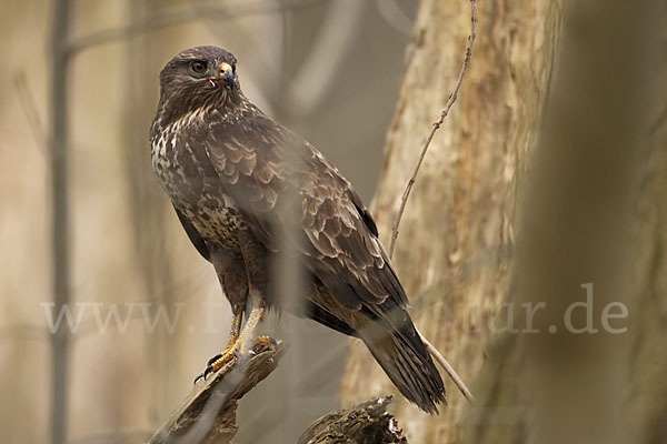 Mäusebussard (Buteo buteo)