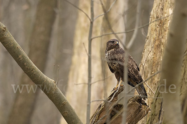 Mäusebussard (Buteo buteo)