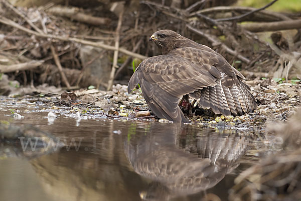 Mäusebussard (Buteo buteo)