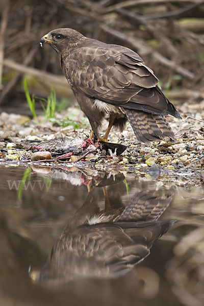 Mäusebussard (Buteo buteo)