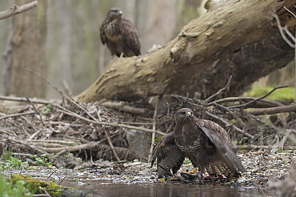 Mäusebussard (Buteo buteo)