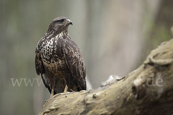 Mäusebussard (Buteo buteo)