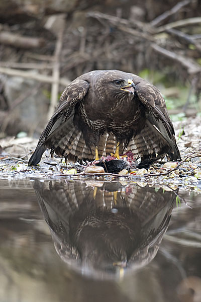 Mäusebussard (Buteo buteo)