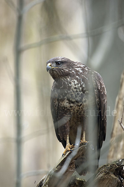 Mäusebussard (Buteo buteo)