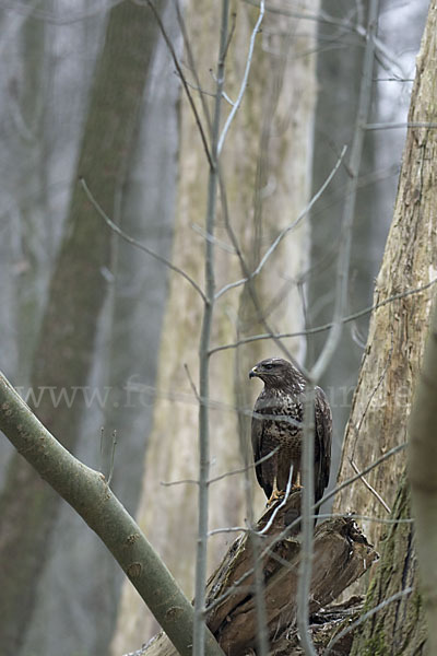 Mäusebussard (Buteo buteo)