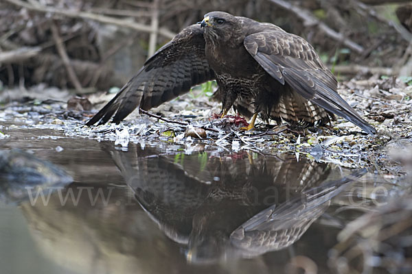 Mäusebussard (Buteo buteo)