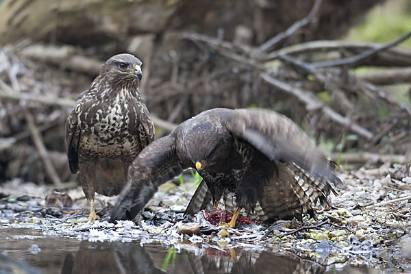 Mäusebussard (Buteo buteo)