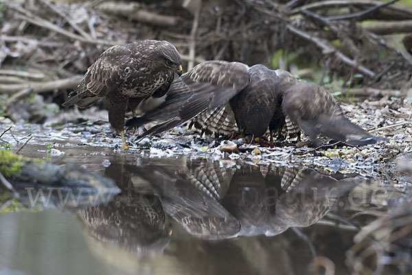 Mäusebussard (Buteo buteo)