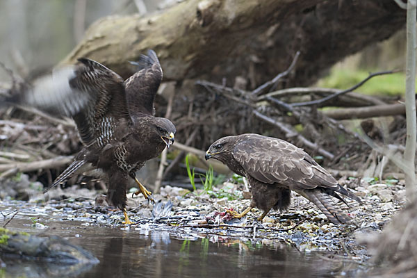 Mäusebussard (Buteo buteo)