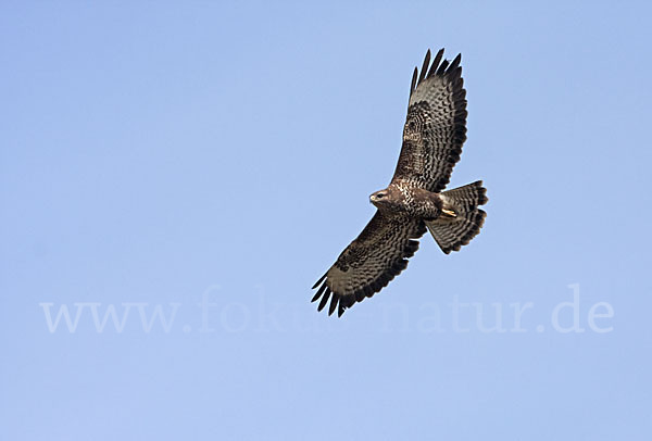 Mäusebussard (Buteo buteo)