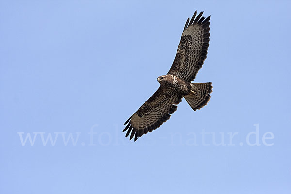 Mäusebussard (Buteo buteo)