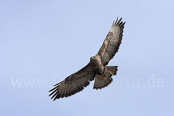 Mäusebussard (Buteo buteo)