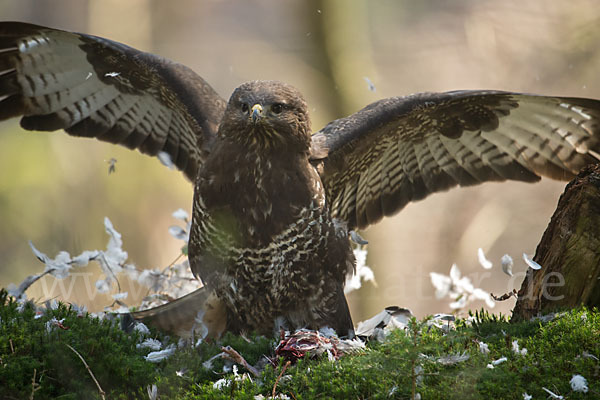 Mäusebussard (Buteo buteo)