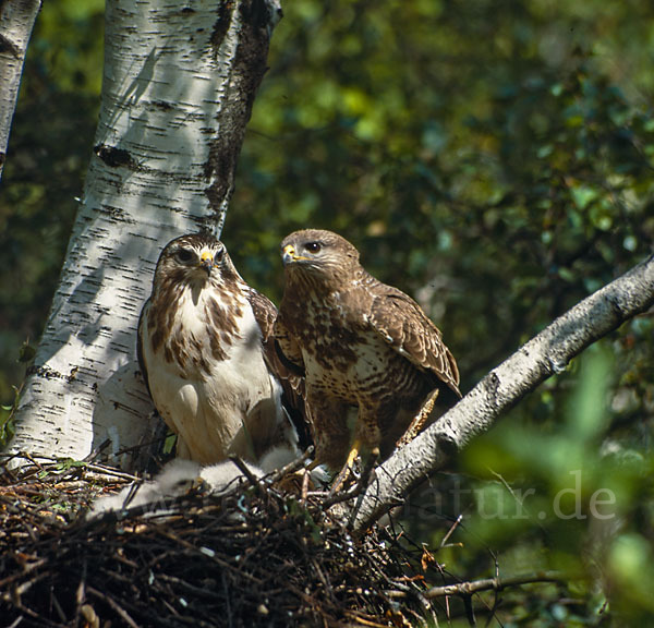 Mäusebussard (Buteo buteo)