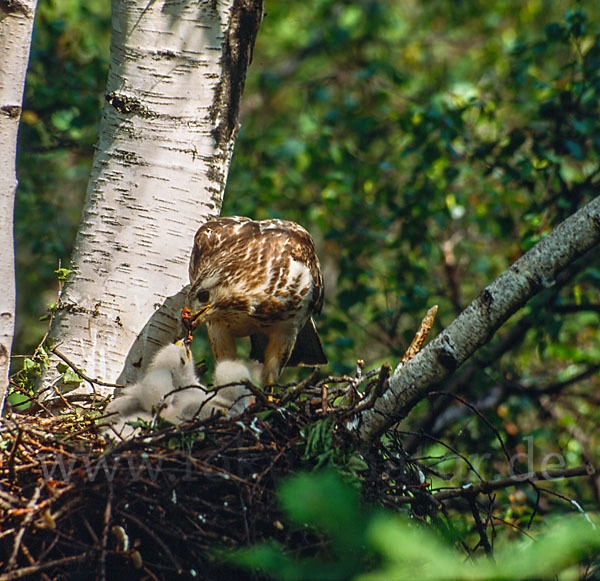 Mäusebussard (Buteo buteo)