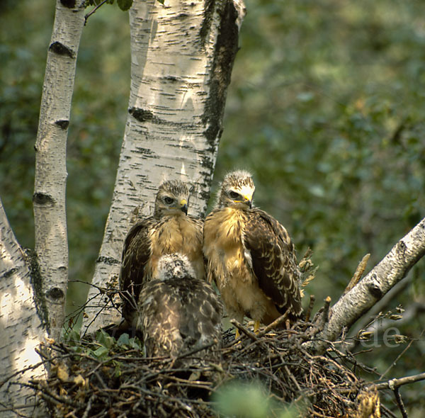 Mäusebussard (Buteo buteo)