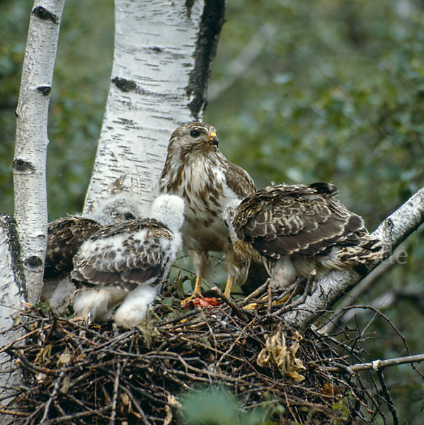 Mäusebussard (Buteo buteo)