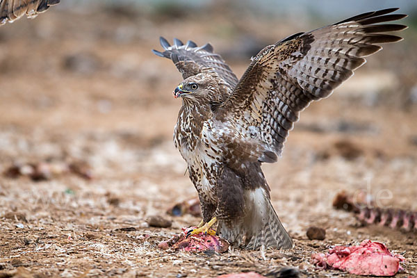 Mäusebussard (Buteo buteo)