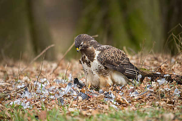 Mäusebussard (Buteo buteo)