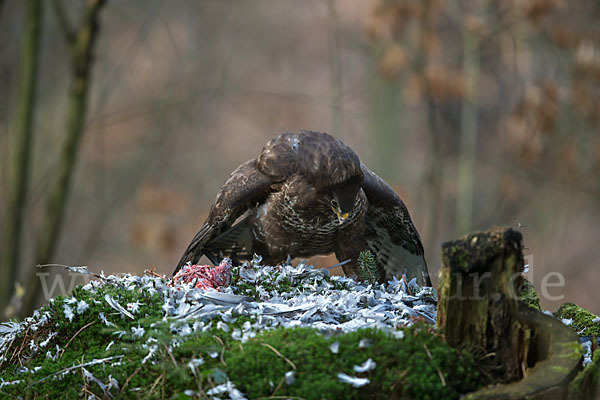 Mäusebussard (Buteo buteo)