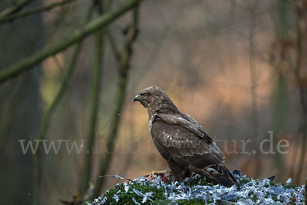 Mäusebussard (Buteo buteo)