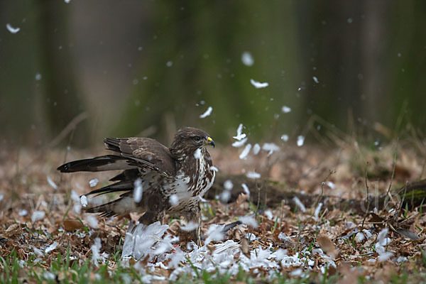 Mäusebussard (Buteo buteo)