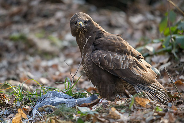 Mäusebussard (Buteo buteo)