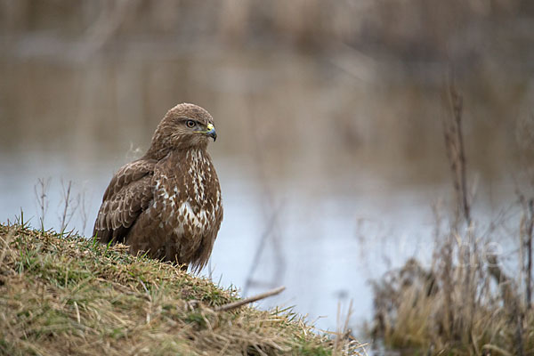 Mäusebussard (Buteo buteo)