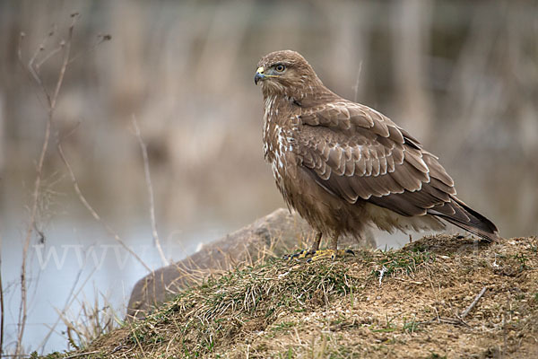 Mäusebussard (Buteo buteo)