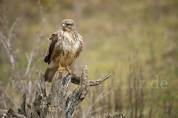 Mäusebussard (Buteo buteo)