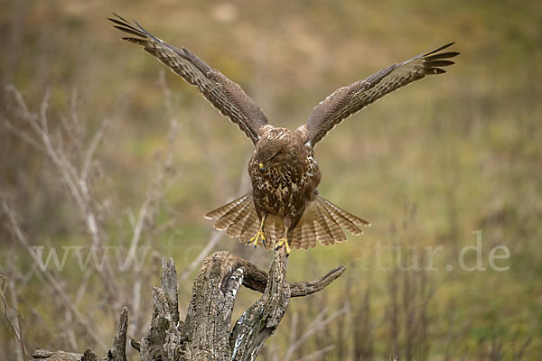 Mäusebussard (Buteo buteo)