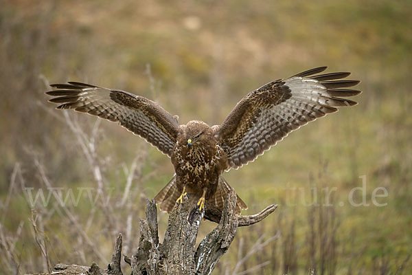 Mäusebussard (Buteo buteo)