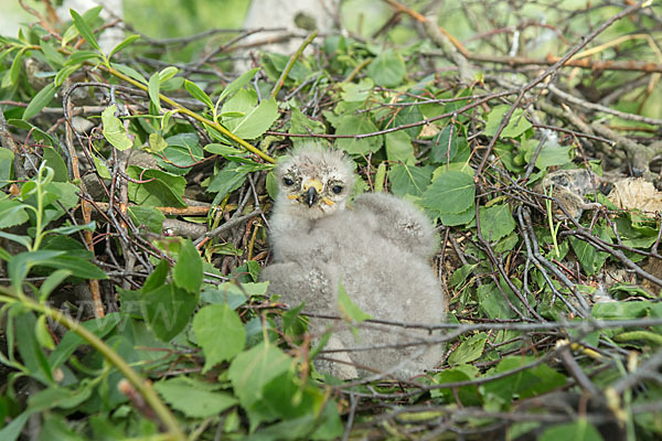 Mäusebussard (Buteo buteo)