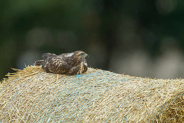 Mäusebussard (Buteo buteo)