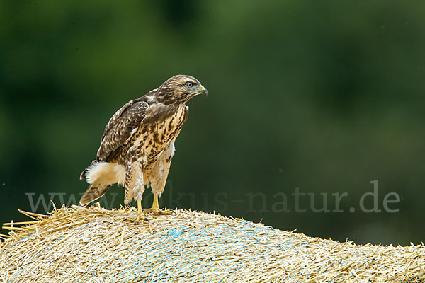 Mäusebussard (Buteo buteo)