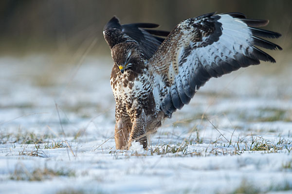 Mäusebussard (Buteo buteo)