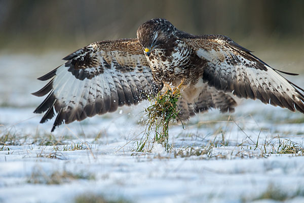 Mäusebussard (Buteo buteo)