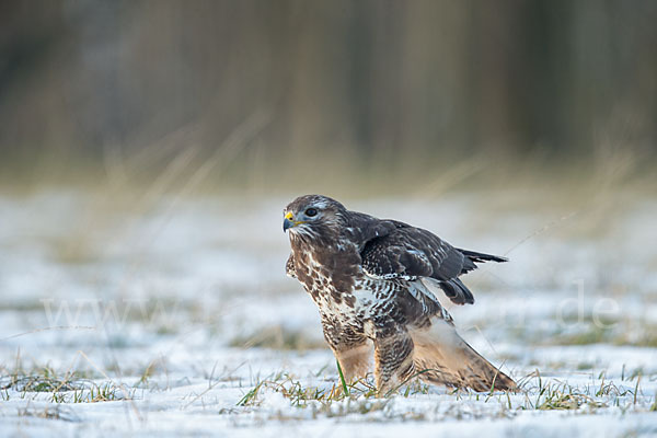 Mäusebussard (Buteo buteo)