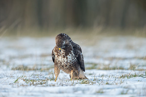 Mäusebussard (Buteo buteo)