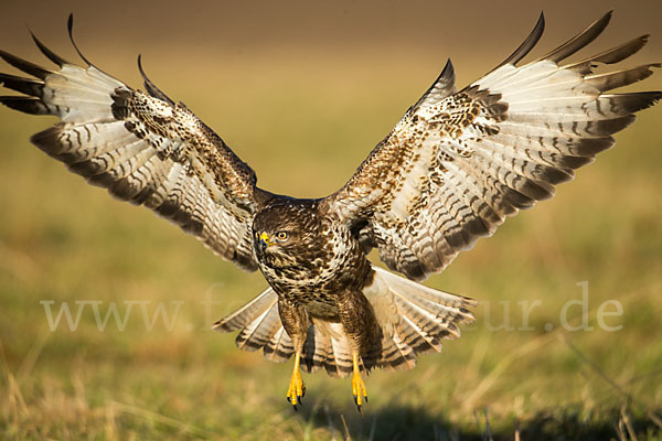 Mäusebussard (Buteo buteo)