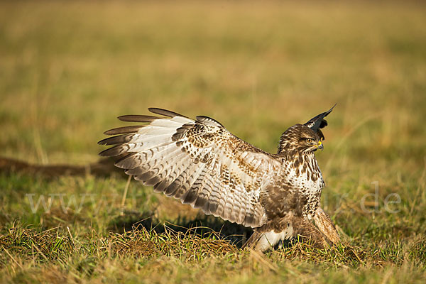 Mäusebussard (Buteo buteo)